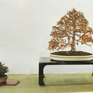 haya bonsai en maceta blanca