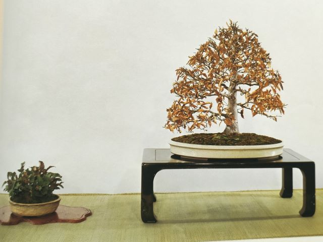 haya bonsai en maceta blanca