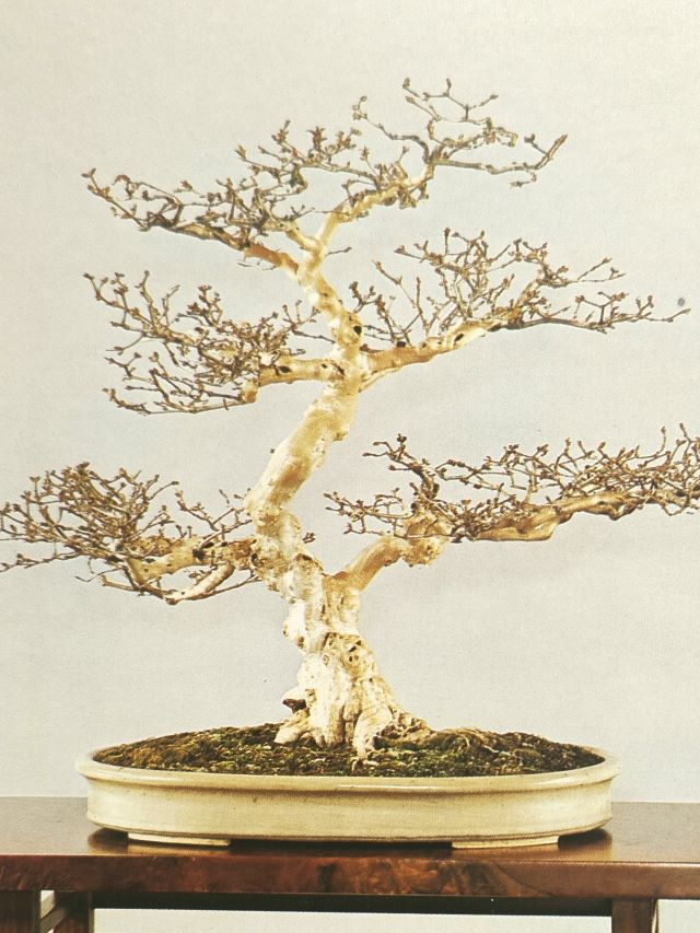 japanese maple white bonsai pot