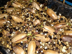 Bellotas de Robur a recién plantadas germinar bellotas