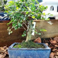 Bonsai Olmo Chino. Bonsai Olmo Chino