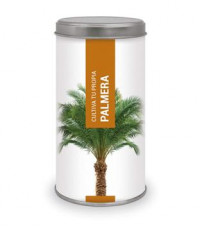 Bonsai kit palmera Bonsai kit palmera