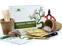 Bonsai Kit varias especies B Bonsai Kit varias especies