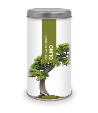 Kit bonsai olmo. Kit bonsai olmo.