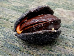 semillas almendro bonsai